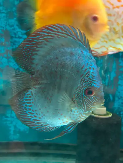 Large Discus fish for Sale, View more