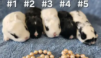 Top Featured Purebred Netherland Dwarf bunny rabbit, #Great for, View more