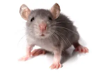 Mice,Rats,Bedbugs,Cockroaches Extermination, View more
