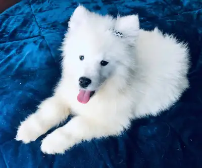 Cute Samoyed Puppies with Pedigree, View more