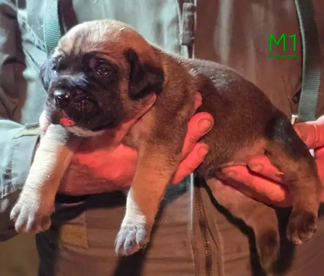 WORLD CLASS CANE CORSO PUPPIES in Dogs & Puppies for Rehoming in Vancouver - Image 15