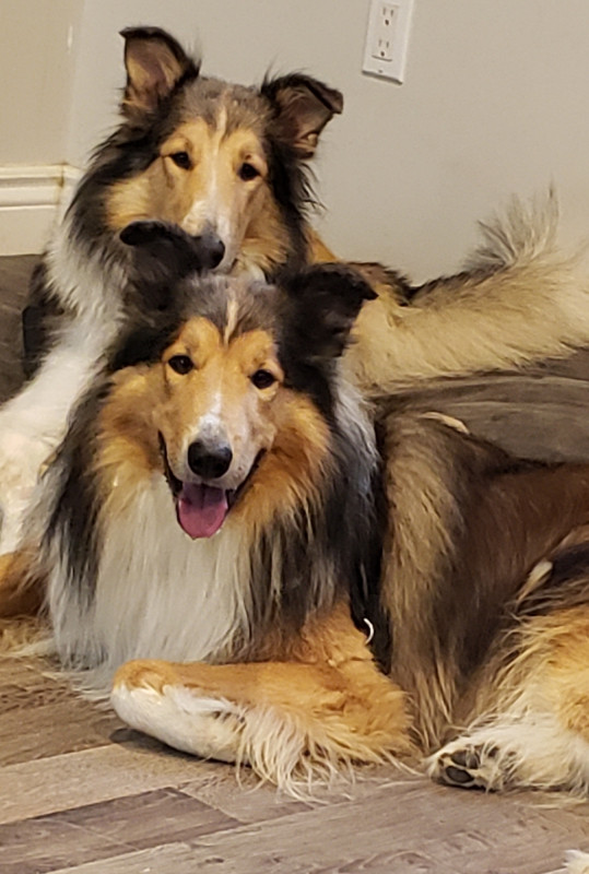purebred-rough-collie-puppies-dogs-puppies-for-rehoming
