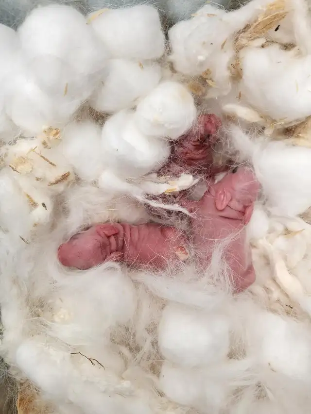 Top Featured Purebred Dwarf Hotot bunny rabbit, #Great for a gif in Small Animals for Rehoming in Mississauga / Peel Region - Image 3