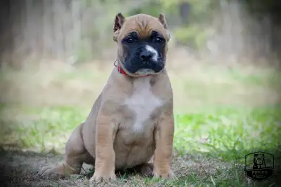Purebred Presa Canario Puppies, View more