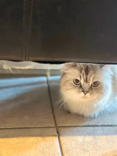 One year old cat for rehoming