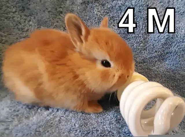 Great Featured Purebred Netherland Dwarf bunny rabbit, #Great fo in Small Animals for Rehoming in Ottawa - Image 6