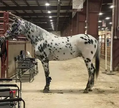 Appaloosa horse, View more