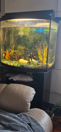 Complete with fish 25 gallon  curved glass aquarium