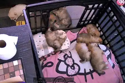 Hello we have 8 beutifull purebred healthy happy playfull pomeranians they are family raised in our...