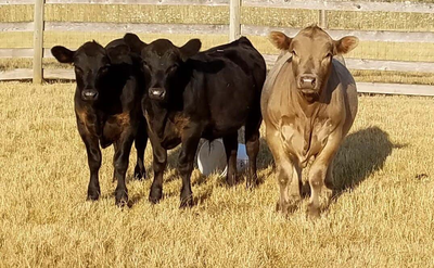 HI .We are selling all kinds of quality feeds . We specialize in 1000 kg totes . To help out the sma...