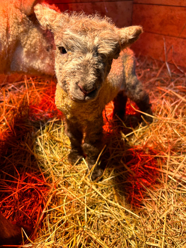 Baby Lambs  “Miniature Sheep” in Livestock in Summerside - Image 3