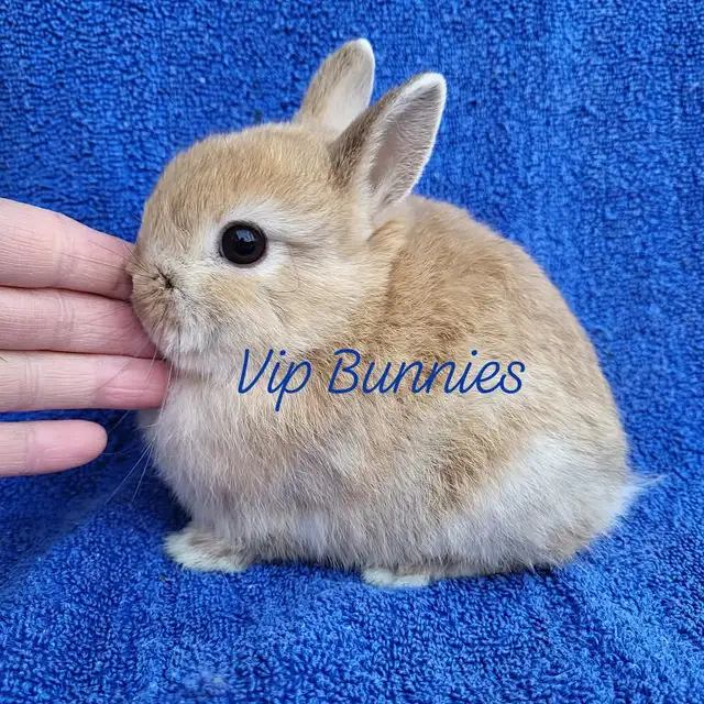 EXTRAORDINARY NETHERLAND DWARF,  HOLLAND LOP, LIONHEAD, MINI REX in Small Animals for Rehoming in City of Toronto - Image 6
