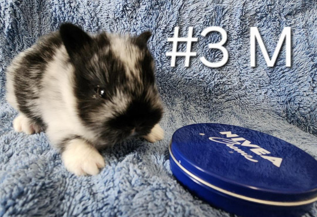 Great Featured Purebred Netherland Dwarf bunny rabbit, #Great fo in Small Animals for Rehoming in Belleville - Image 4
