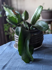 Indoor plants for sale