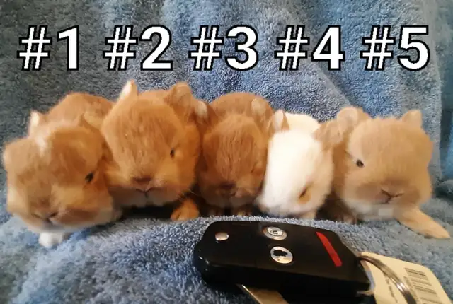 Great Featured Purebred Netherland Dwarf bunny rabbit, #Great fo in Small Animals for Rehoming in Mississauga / Peel Region - Image 2