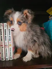 MALE AND FEMALE Toy Aussie pups.MERLES & TRI'S..REDUCED