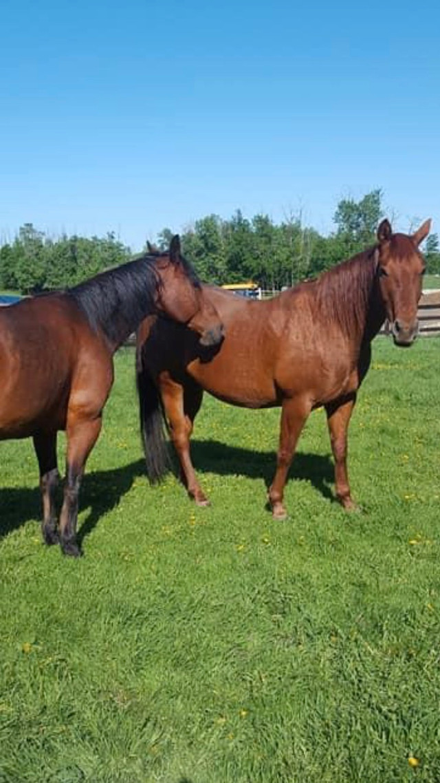 Horse boarding  in Equestrian & Livestock Accessories in Strathcona County