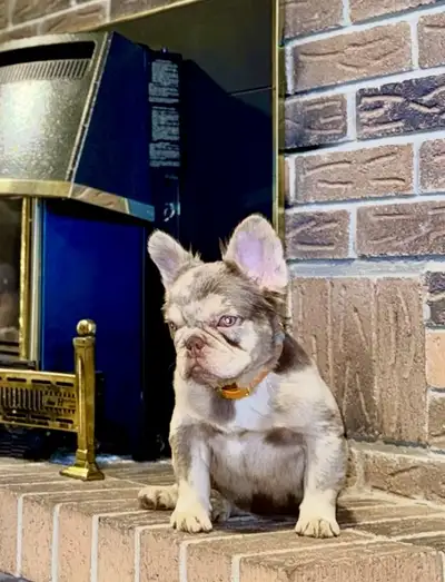 French Bulldog Male Puppy – Rare New Shade, View more