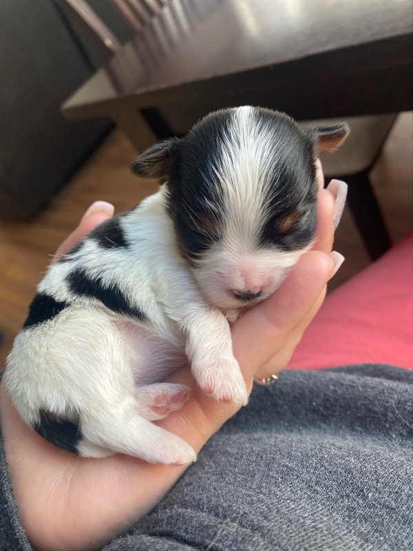 Teacup chihuahua puppies are on the way! Dogs & Puppies for Rehoming