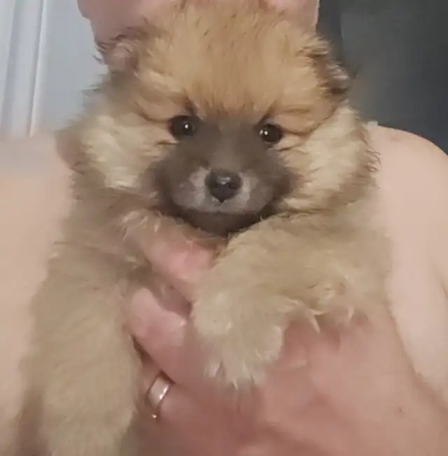 Pomeranians Must go asap  for Mothers day 647 771 3860 in Dogs & Puppies for Rehoming in City of Toronto - Image 2
