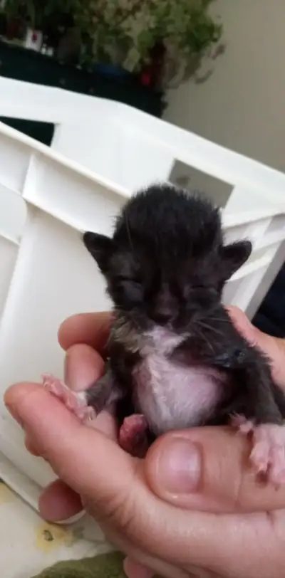 5 Kittens white &black and 1 grey, View more