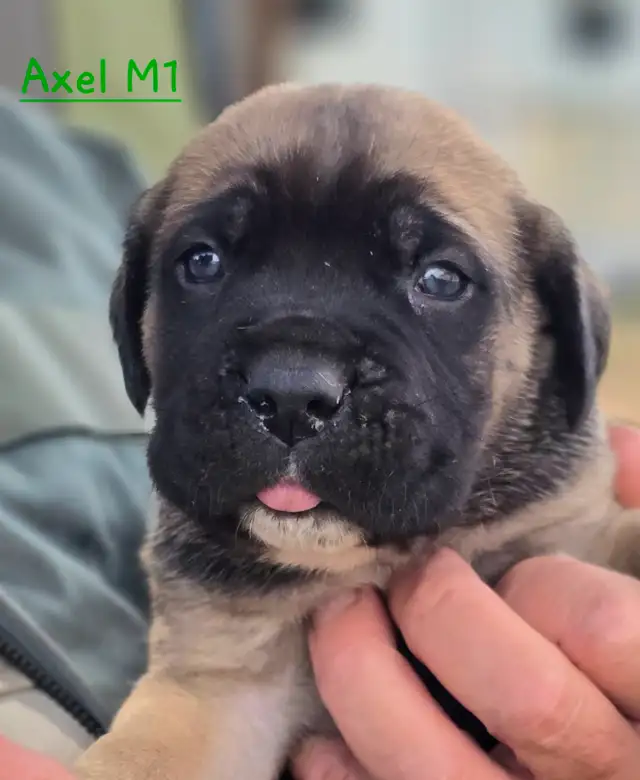 WORLD CLASS CANE CORSO PUPPIES in Dogs & Puppies for Rehoming in Vancouver - Image 3