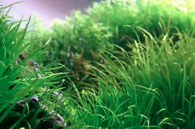 Hey guys, It's JimmyJam the AquaticPlantsMan (APM). I have been aquascaping for over 25 years now an...