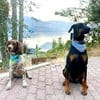 Port McNeill Pet Owner Seeking Reliable Pet Sitter - $35 Daily