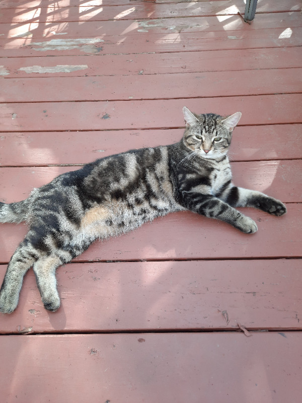 Missing Cat ($100 Reward) in Lost & Found in Ottawa - Image 2