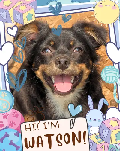 ❤️ Meet Watson! ❤️ Happy Chihuahua Mix Puppy Raised with Love ❤️, View more
