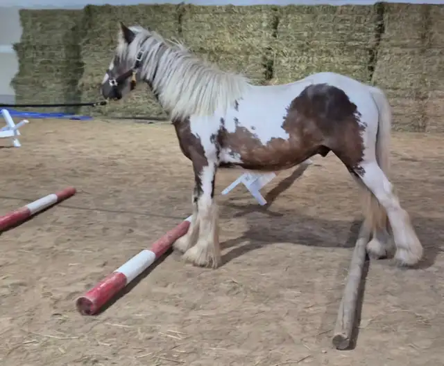 Twin Bridges Archie Yearling Gypsy Gelding in Horses & Ponies for Rehoming in Owen Sound - Image 8