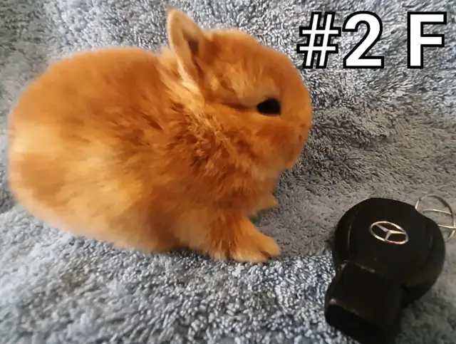 Top Featured Purebred Netherland Dwarf bunny rabbit, #Great for in Small Animals for Rehoming in Mississauga / Peel Region - Image 3