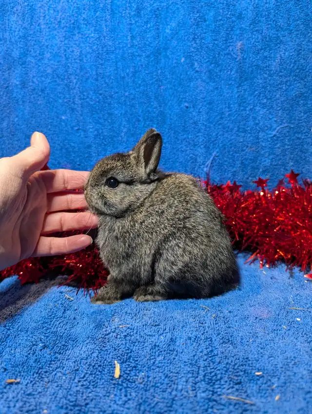Extraordinary Holland lops & Netherland dwarfs in Small Animals for Rehoming in City of Toronto - Image 10