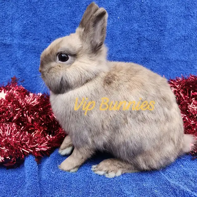 EXTRAORDINARY NETHERLAND DWARF,  HOLLAND LOP, LIONHEAD, MINI REX in Small Animals for Rehoming in City of Toronto - Image 8