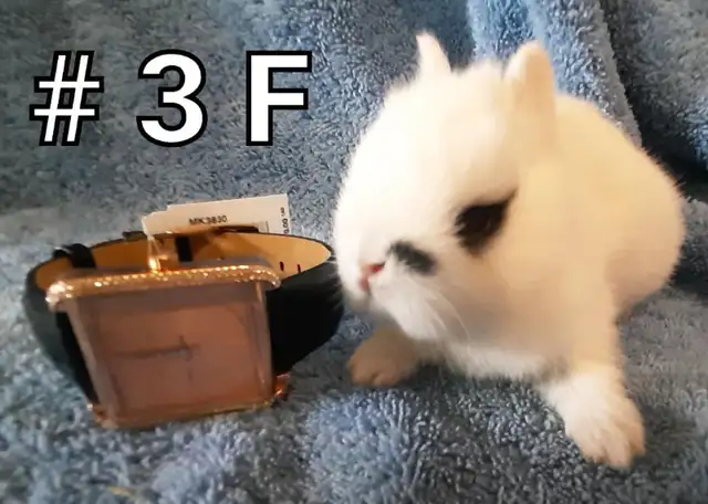 Great Featured Purebred Netherland Dwarf bunny rabbit, #Great fo in Small Animals for Rehoming in Mississauga / Peel Region - Image 5