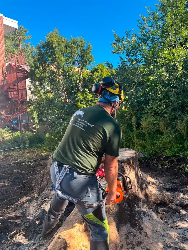 pruning trimming felling formative pruning stump removal cabling62863237747457121