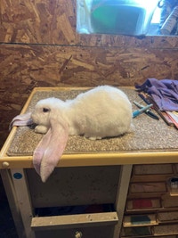 EXTRAORDINARY ENGLISH LOP,  HOLLAND LOP & NETHERLAND DWARF BUNNY Calgary Alberta Preview