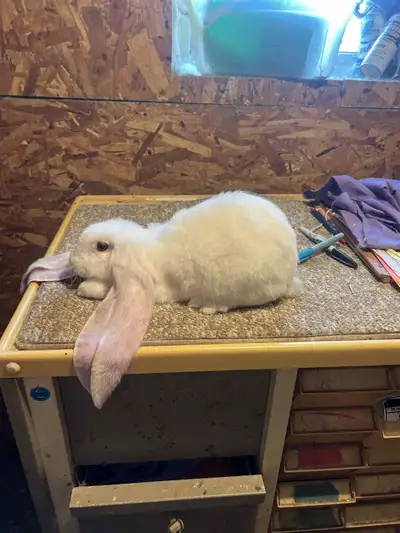 EXTRAORDINARY ENGLISH LOP,  HOLLAND LOP & NETHERLAND DWARF BUNNY, View more