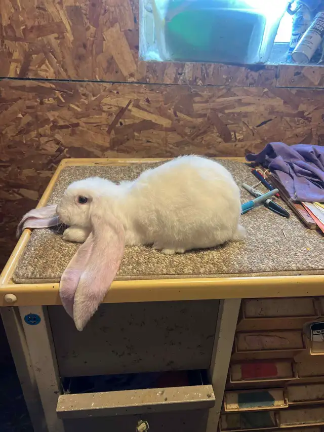 EXTRAORDINARY ENGLISH LOP,  HOLLAND LOP & NETHERLAND DWARF BUNNY in Small Animals for Rehoming in Calgary - Image 2