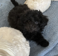 CHIOT  MORKIPOO ABSOLUMENT CRAQUANT