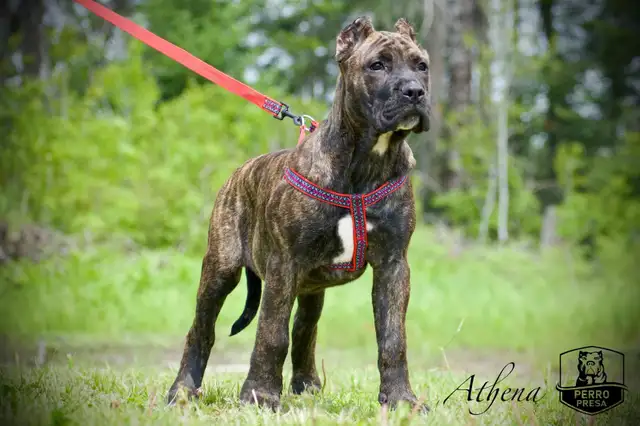 Presa Canario Puppies *Ready Now* in Dogs & Puppies for Rehoming in City of Toronto - Image 7