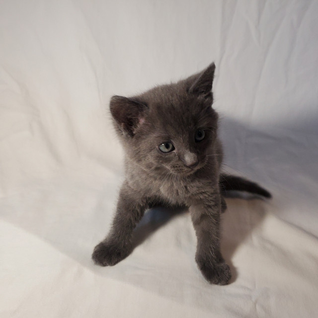 we sell kittens born on June 8 . 2025. two boys 1 girl. in Cats & Kittens for Rehoming in Miramichi - Image 2