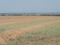 Prime grain land and large ranches in Peace region of AB + BC