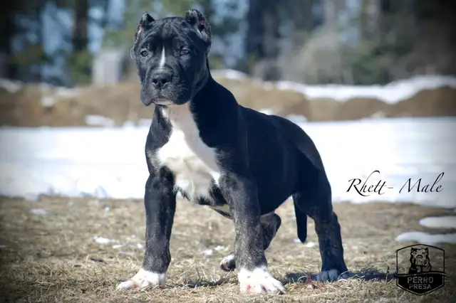 Presa Canario Puppies in Dogs & Puppies for Rehoming in City of Toronto - Image 30