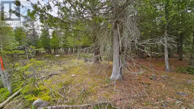 Good building lot in Dorcas Bay - located on year round municipal road. Property is well treed, meas...