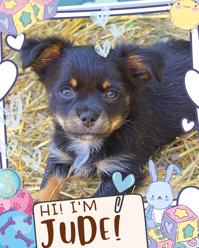 ❤️ Meet Jude! ❤️ Calm Chihuahua Mix Puppy Raised with Love, View more