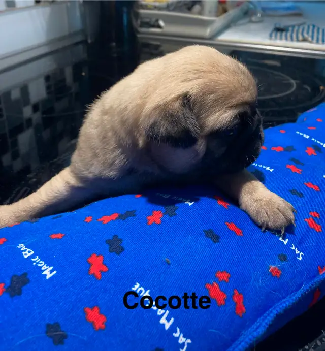 Pugs chiots in Dogs & Puppies for Rehoming in Saint-Jean-sur-Richelieu - Image 3