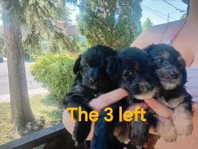 Healthy yorkiepoos puppies, View more