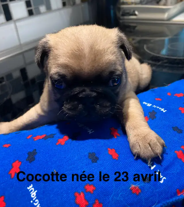 Pugs chiots in Dogs & Puppies for Rehoming in Saint-Jean-sur-Richelieu - Image 4