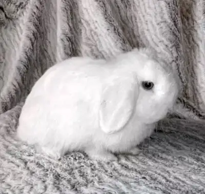 Top Featured Purebred Holland Lop, Netherland Dwarf, Hotot bunny rabbit, #Great for a gift for relie...